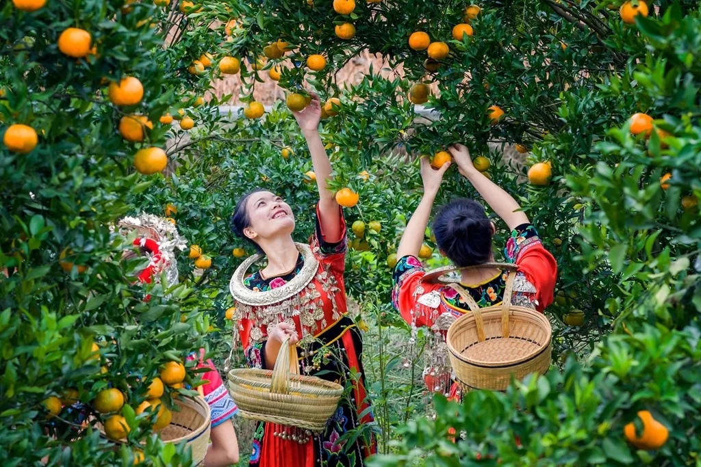 “中国冰糖橙之最”的麻阳冰糖橙熟了，今年的更甜！